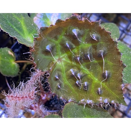 Begonia cf. ferox from Cao Bang [YH040519BK] TK