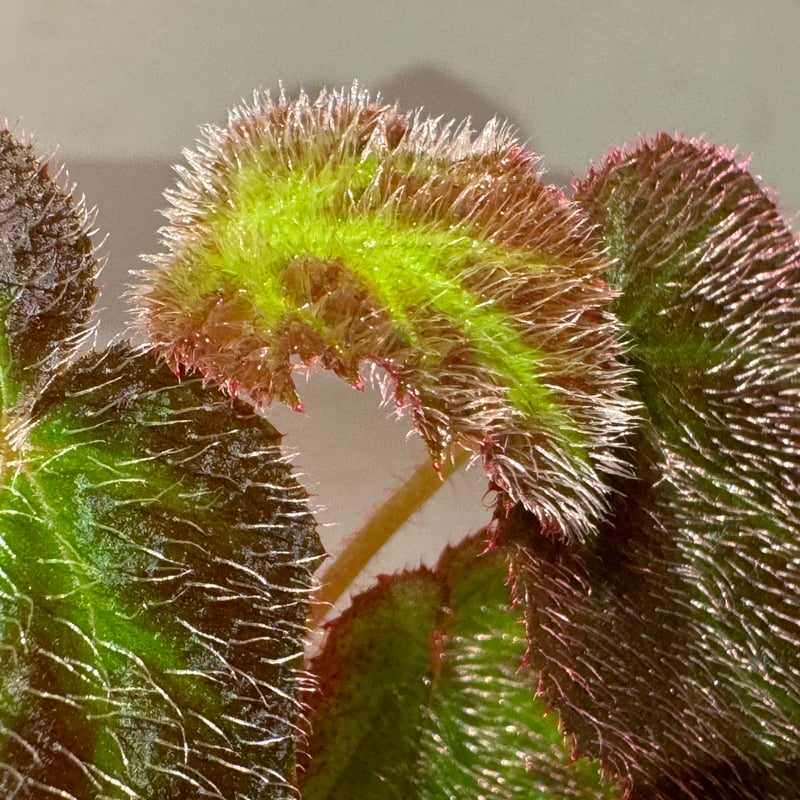 peculiarman　Begonia 5点同梱発送 science room ver. Begonia | M・R・G・R