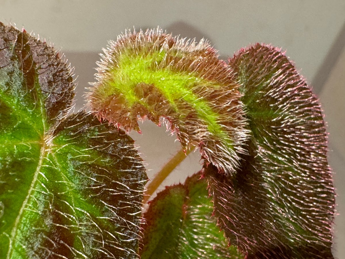 専用❣️Begonia 3点　ご予約品 Begonia sp. from Sumatera Utara [HW0816-01] | M