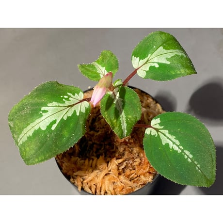 Melastoma sp.Sabah Malaysia