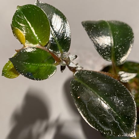 Argostemma hookeri from Malay Peninsula