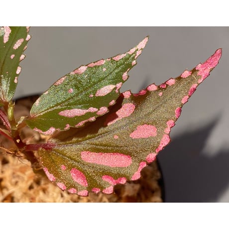 Begonia sp. ぼっち株 from Julau [R1214-01b]