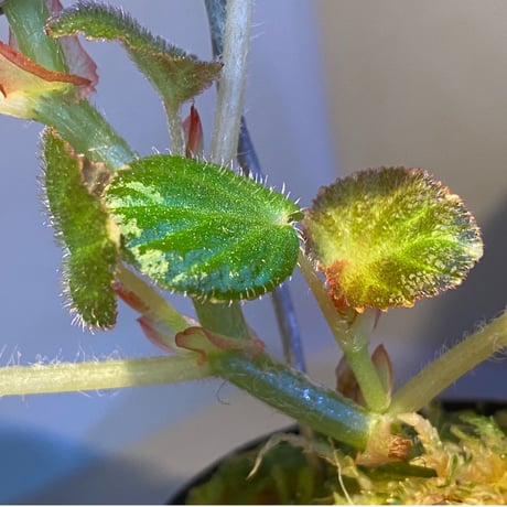 Begonia sp. from Manaus