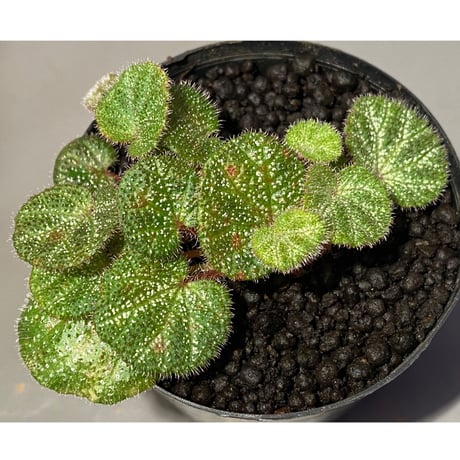 Begonia ningmingensis var. bella