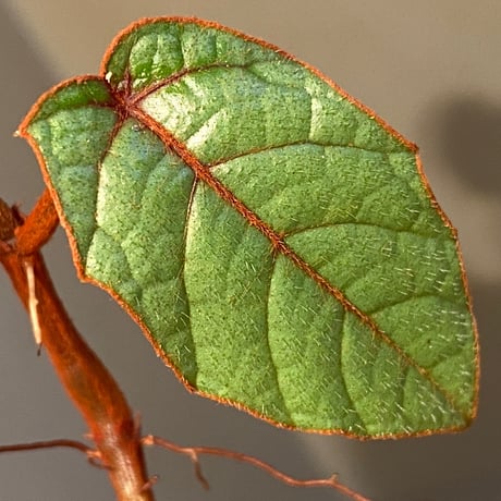 Pterisanthes sp. from Sabah-1 [R0515-01a]
