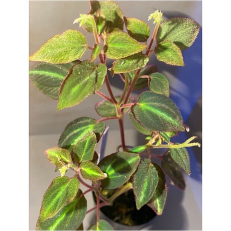 Sonerila sp. from Thailand [Asiatic Green]