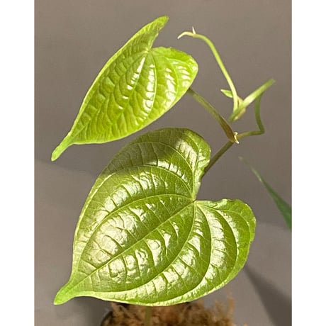 Dioscorea sp. from Chiang Mai [TK290518-1]