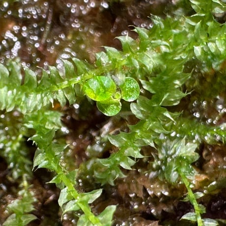 Taxiphyllum sp. from Lake Matano Sulawesi