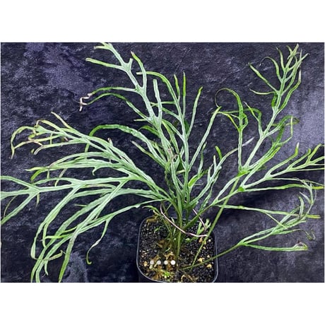 Microsorium sp. from Saripoi [LA0515-02]