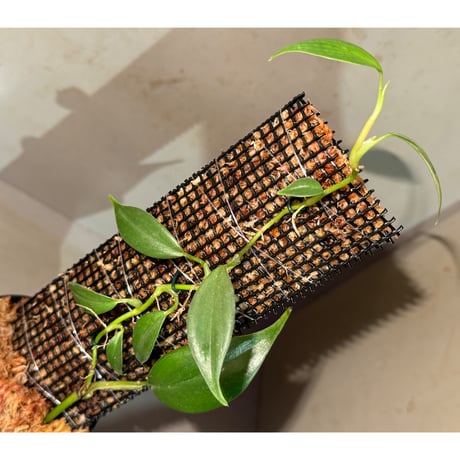 Philodendron sp. from Colombia [tanakay]