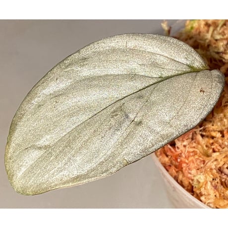 (大株) Homalomena sp. "Silver Bullet" from Pulau Lingga [AZ0917-1]