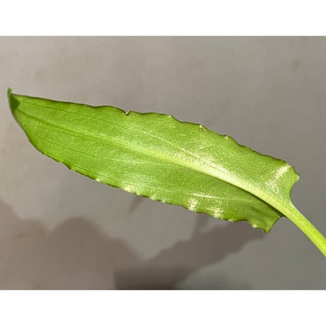 Cryptocoryne ideii from Kualakuyan Kalimantan [出射氏] Natura