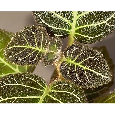Pearcea hypocyrtiflora from Rio Napo Ecuador [tanakay] 白葉脈