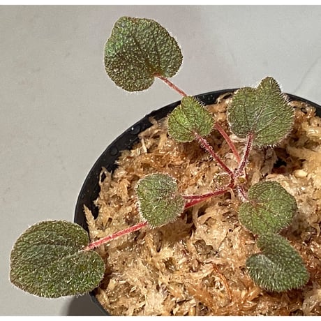 Sonerila dongnathamensis [LA]