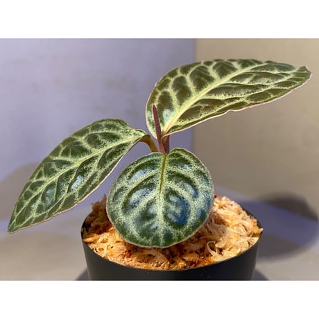 Ardisia sp. "Turtle Back" from Borneo