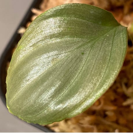 Homalomena sp. "赤銀×？" from West Java wf1 [Import] KZT