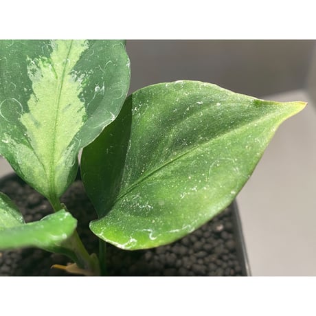 Aglaonema pictum"マジシャンズグリーン”1st campur from Sumatra Barat【AZ0512-X】