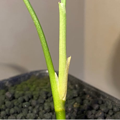 Aglaonema pictum A "しるば〜らいん" from Aceh sumatera [LA0216-03i]