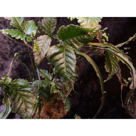 Bolbitis sp. from Siberut [LA]