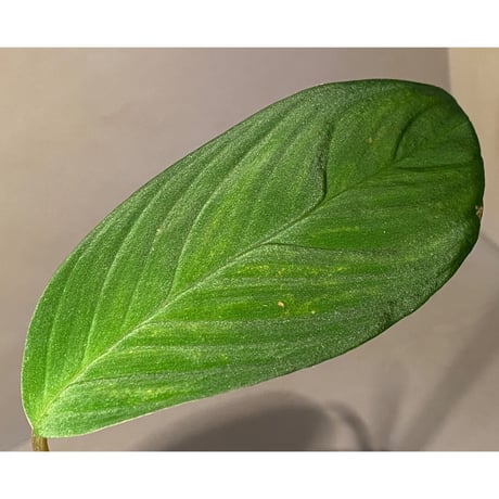 Homalomena sp. from Pulau Lingga [STY]