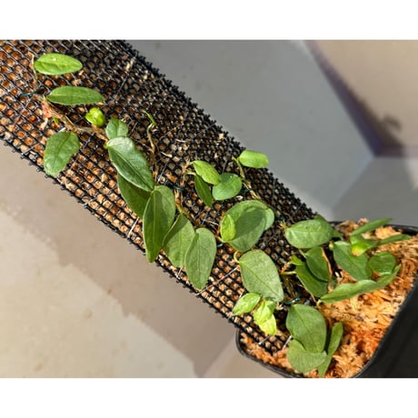 Ficus sp. from Murung raya [LA0515-05]