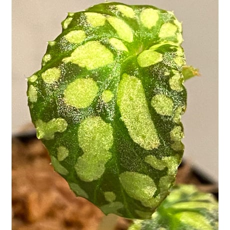 Begonia chlorosticta (Green) from Borneo Sarawak