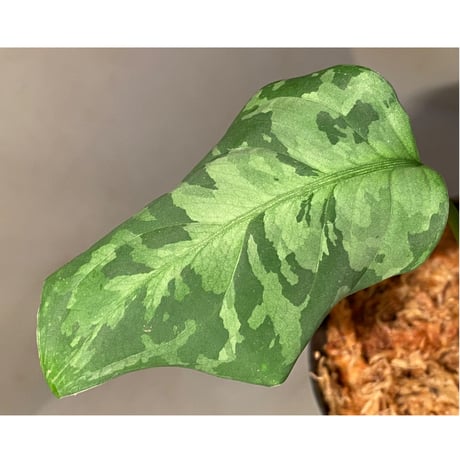 Aglaonema pictum "しるば〜らいん" from Aceh sumatera [LA1118-06b]