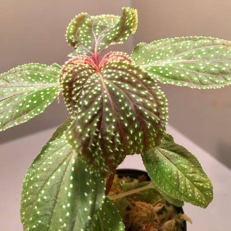 Sonerila sp. from Sabah Malaysia [RIO]