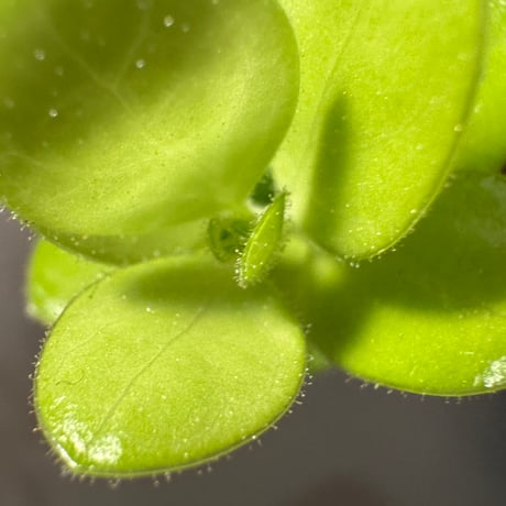 Plutarchia portillae [ECUAGENERA]