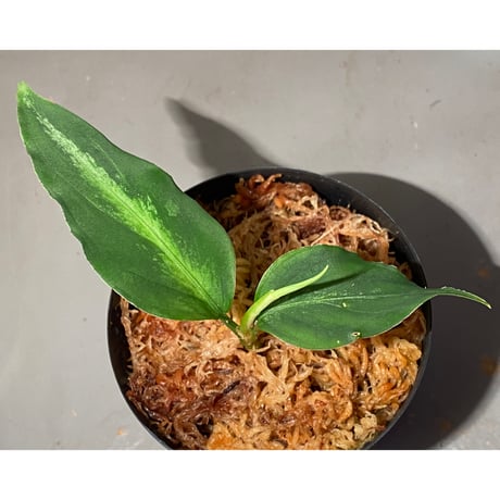 CATEGORY Aglaonema | M・R・G・R