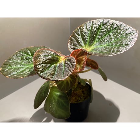 Begonia sp. from Manaus