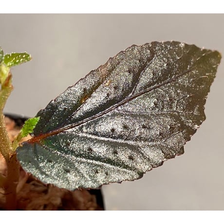 Begonia sp. from Batang Ai [R0115-03]
