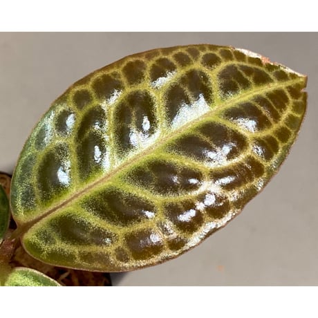 Ardisia sp. "Turtle Back" from Borneo