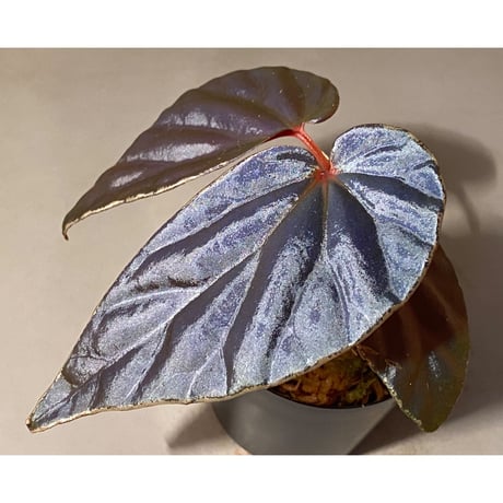 Begonia Rec3 [K0619-f1]