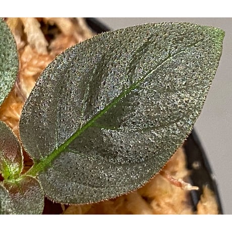 Ophiorrhiza sp. from Papua Barat[LA0319-01]