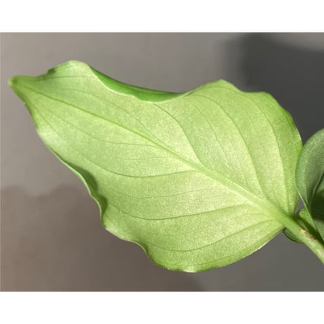Aglaonema pictum "Corsair" BNN from Sibolga timur [AZ0216-1d] ②