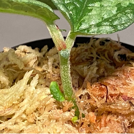 Elatostema sp. (Sri Lanka?)