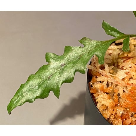 Bolbitis sinuosa  from Philippines