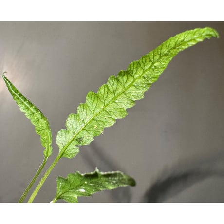 Thelypteris pinnatifida from Colombia [LA0316-03]