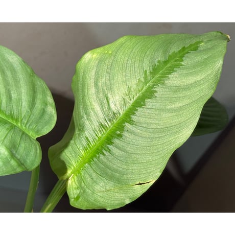 Bau hendrikii ( 旧 Schismatoglottis hendrikii) from Sekadau West Kalimantan ①