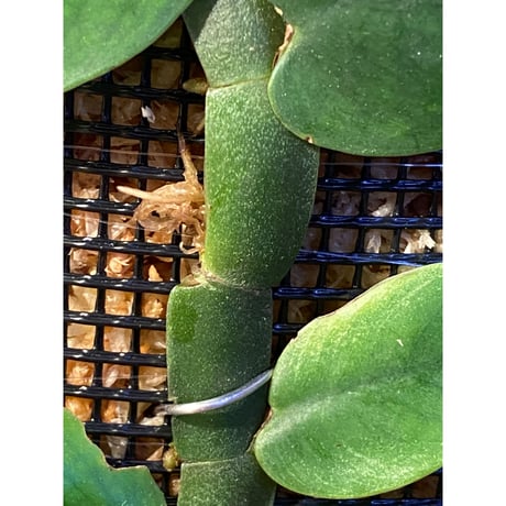 (大株) Rhaphidophora sp. from Trat Thailand