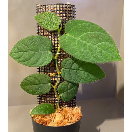 Ficus sp. "Nanga pinoh" [TB]