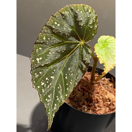 Begonia sp. from Aceh sumatera [LA1115-01T]