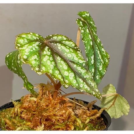 Begonia handelii var. prostrata from Viet Nam