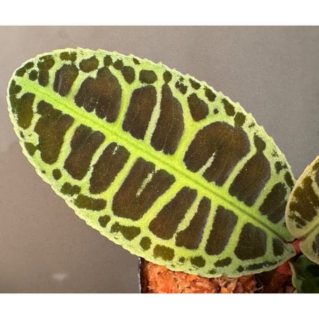 Emblemantha urnulata (Labisia sp.) from Riau sumatera [LA0815-01]
