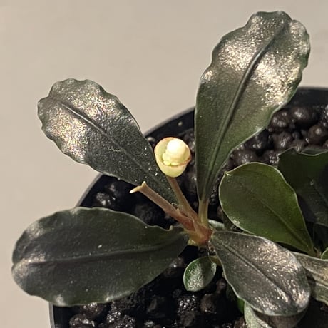 (脇芽付き) Bucephalandra sp. "Sexy Pink"