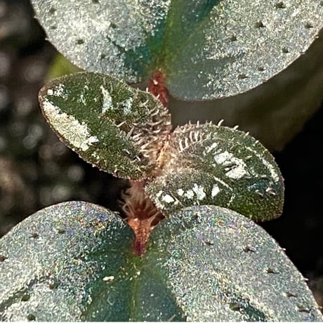 Phyllagathis rotundifolia [STRINGE PLANTS]