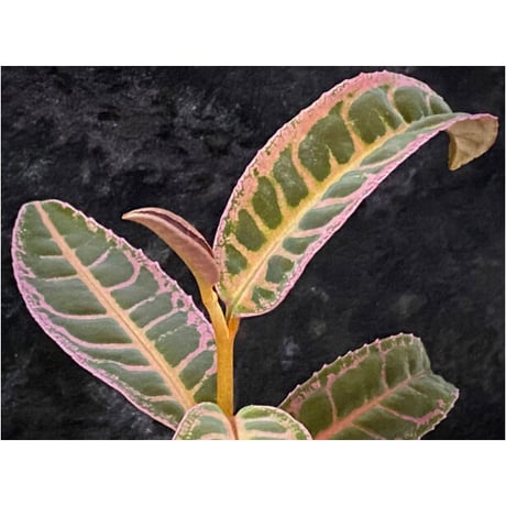 Labisia sp. "Sumatera Pink"