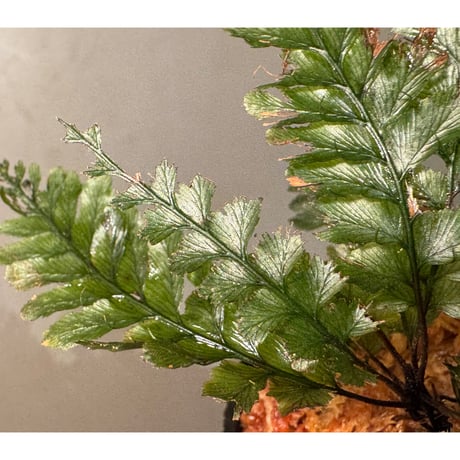 Cephalomanes cf. javanicum from Landak West Kalimantan (Mサイズ)