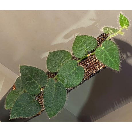 Ficus sp. from Selangor